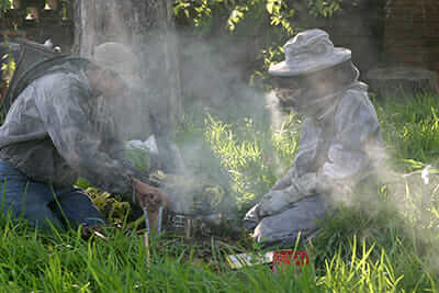 When bees sense smoke, they retreat into the hive, leaving more room for the beekeeper to work.