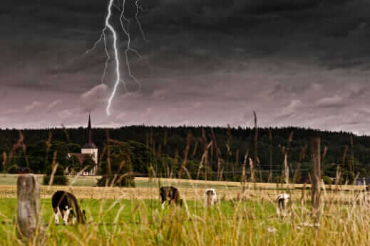 do-cows-really-lie-down-before-a-rainstorm-modern-farmer