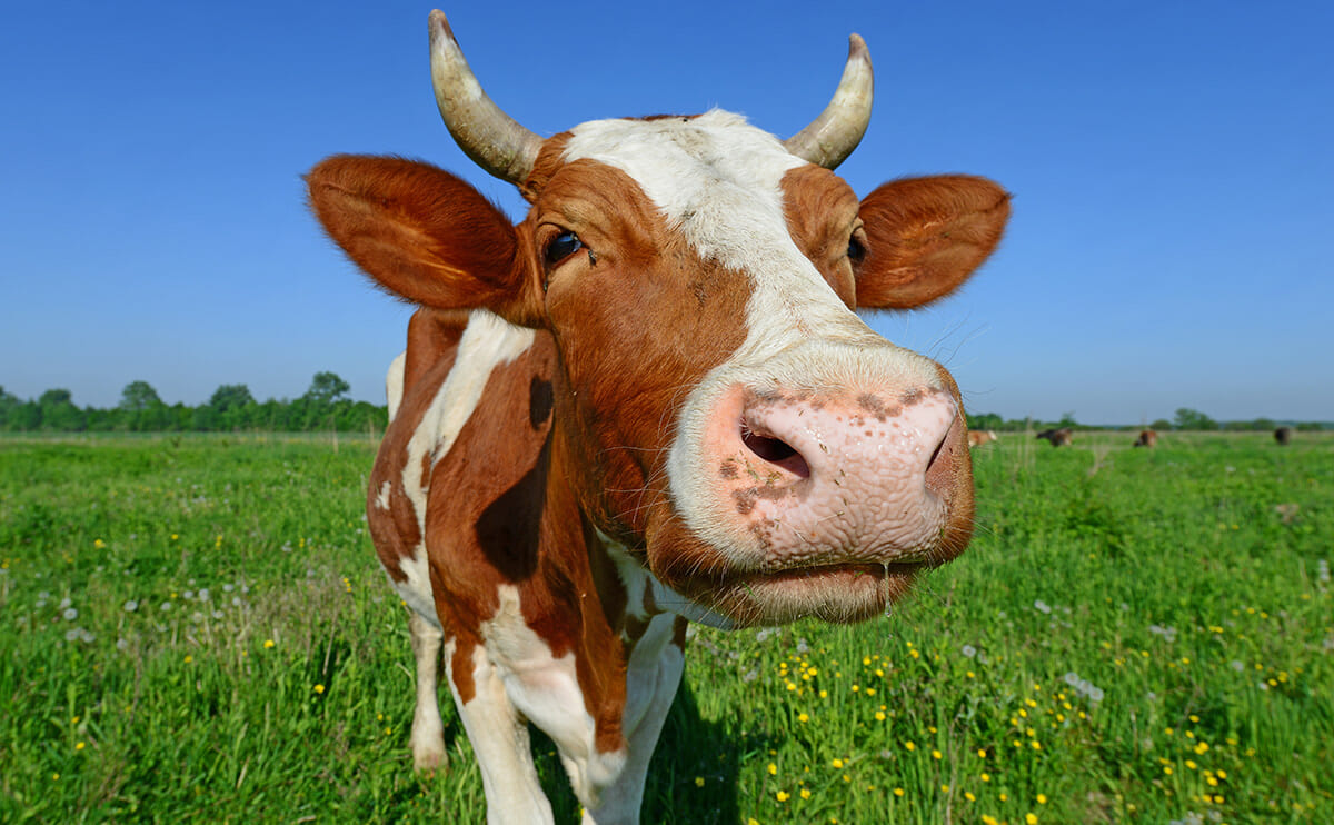 What it Means to Have a Cow, and More Cattle-Based Idioms - Modern Farmer
