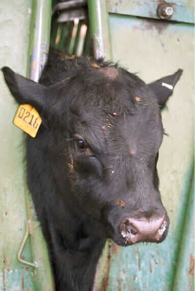 Scientists have been exploring the connection between the cow's hair whorl and its behavior. / Courtesy Temple Grandin.