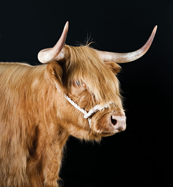 Highland Cow.
