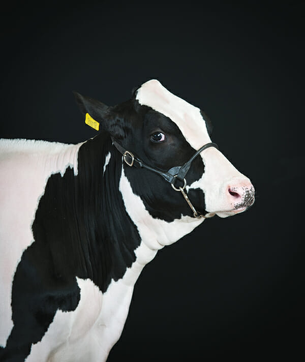 Holstein.