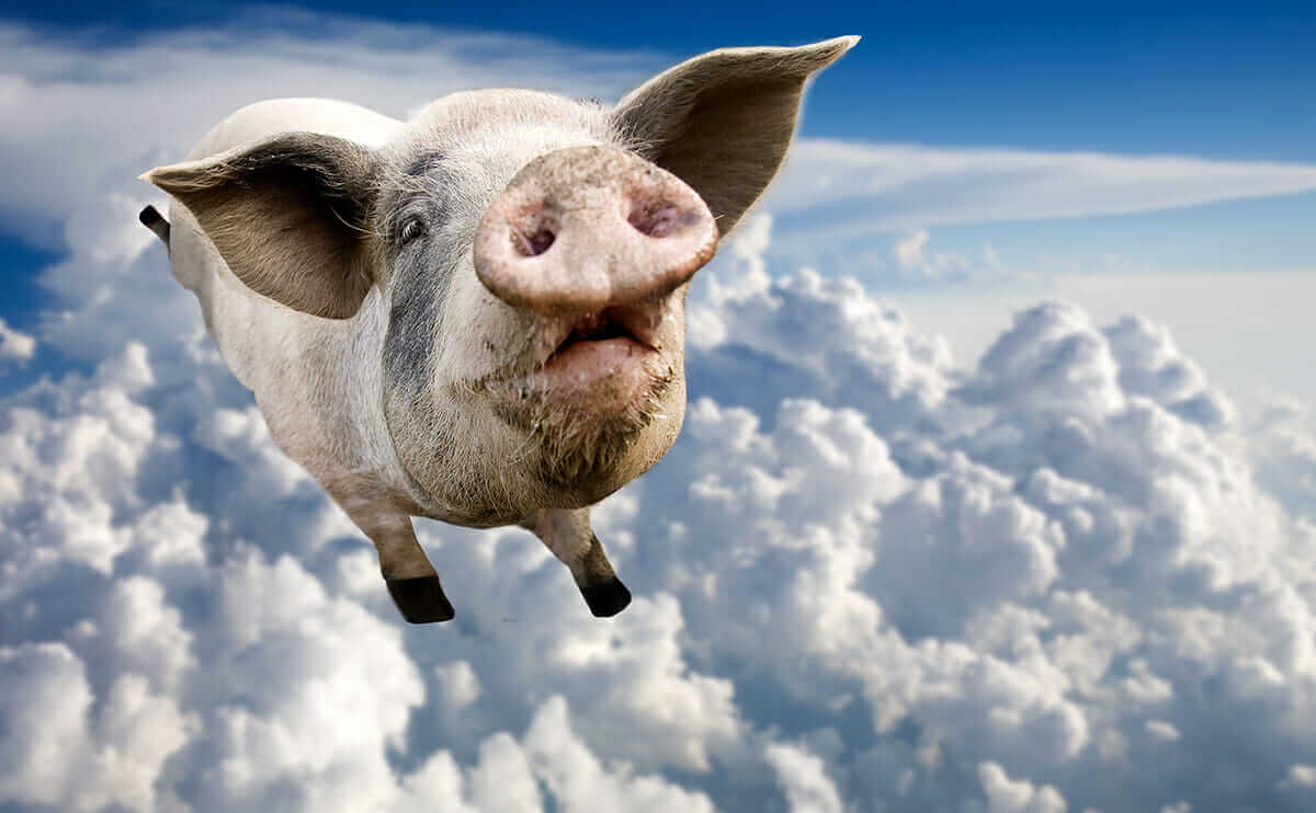 Chinese Farmer Makes Pigs Fly Modern Farmer