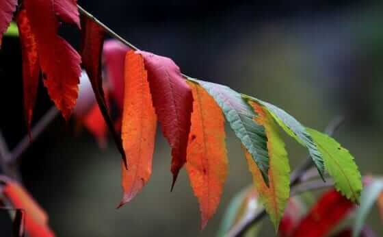 How Will Climate Change Affect Fall Foliage? - Modern Farmer