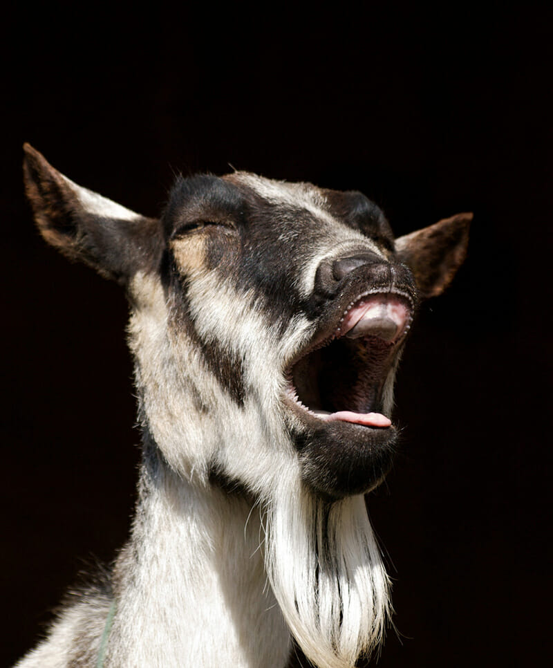 8 Farm Animals That Can’t Stop Laughing | Modern Farmer