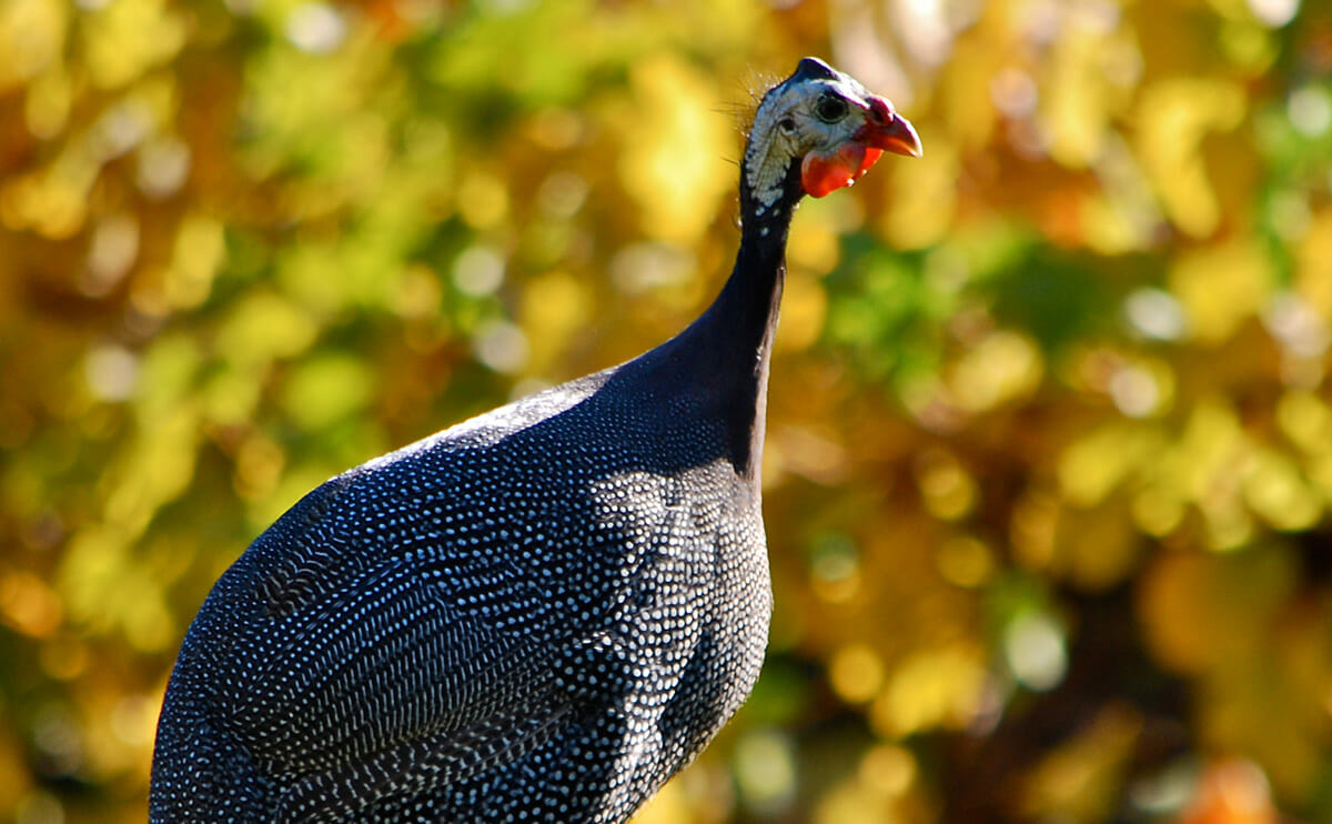 Guinea Fowl: Your Overlooked Backyard Buddy - Modern Farmer