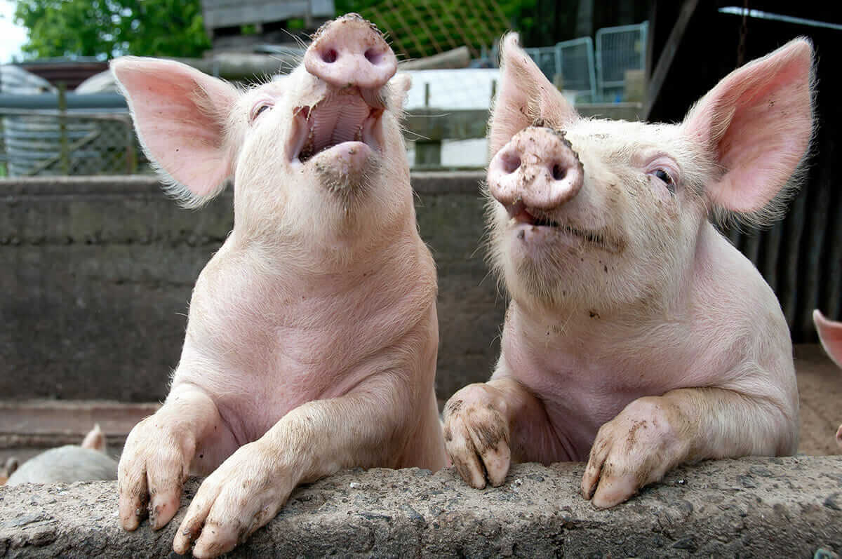 8 Farm Animals That Can t Stop Laughing Modern Farmer