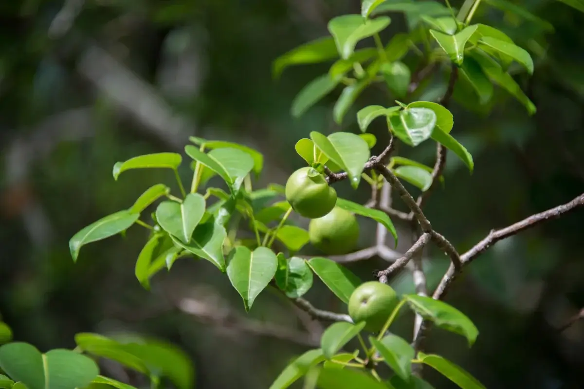 Machineel tree