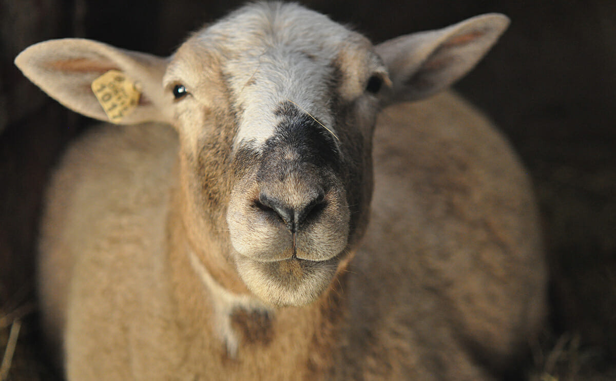 Farm Confessional: What Butchering Your Animals Really Feels Like - Modern  Farmer