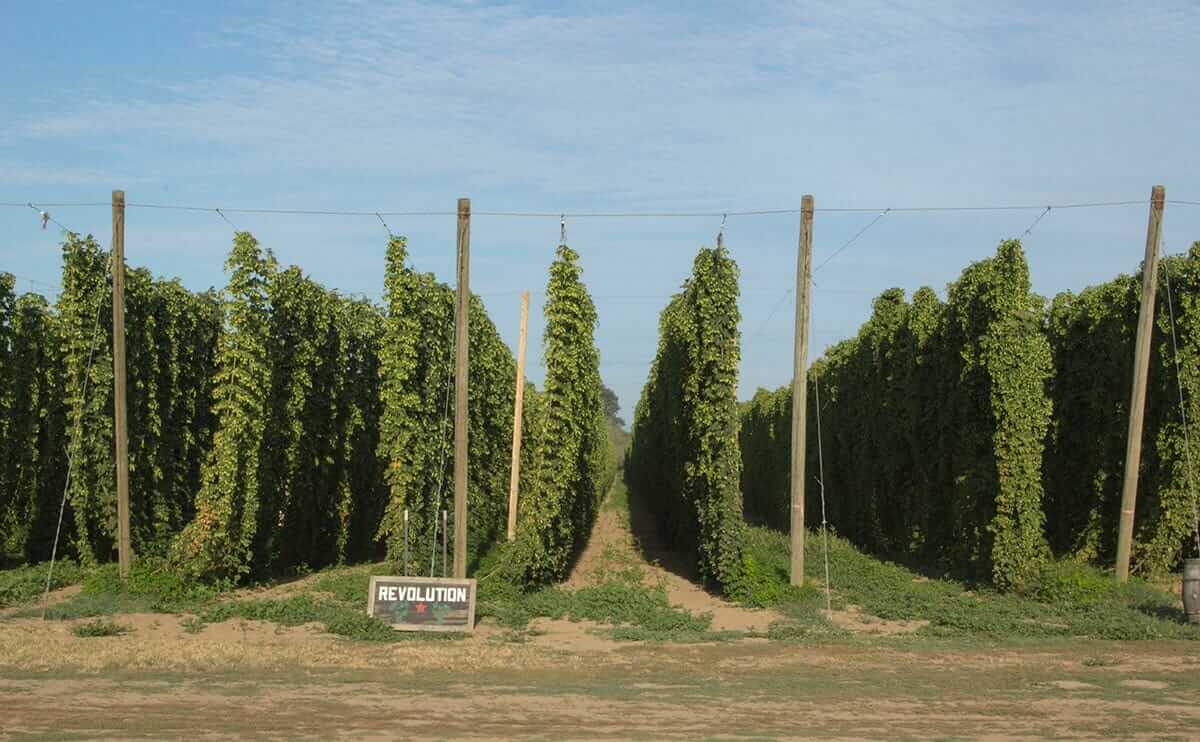 Rows of hops. / Courtesy Rogue Brewery.