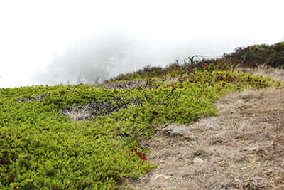 The last Raven's manzanita left in the wild is shrouded in fog and secrecy. / Courtesy Laurel Allen.