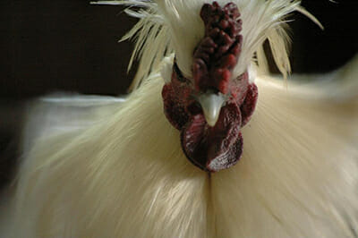 Silkies are friendly and docile chickens with ornamental good looks.
