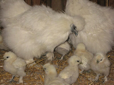 Silkies are known for making great mother hens.