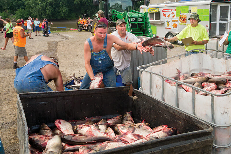 Contestants at the Redneck Fishing Derby in Bath, Illinois, throw Asian carp into containers. The winner is the team with the most fish caught. / Courtesy Michael Weaver.