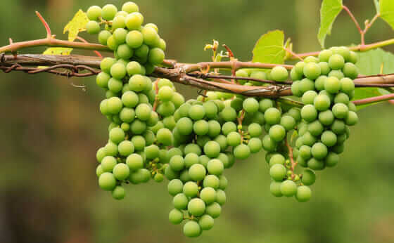 unripe-grapes-are-good-for-something-modern-farmer