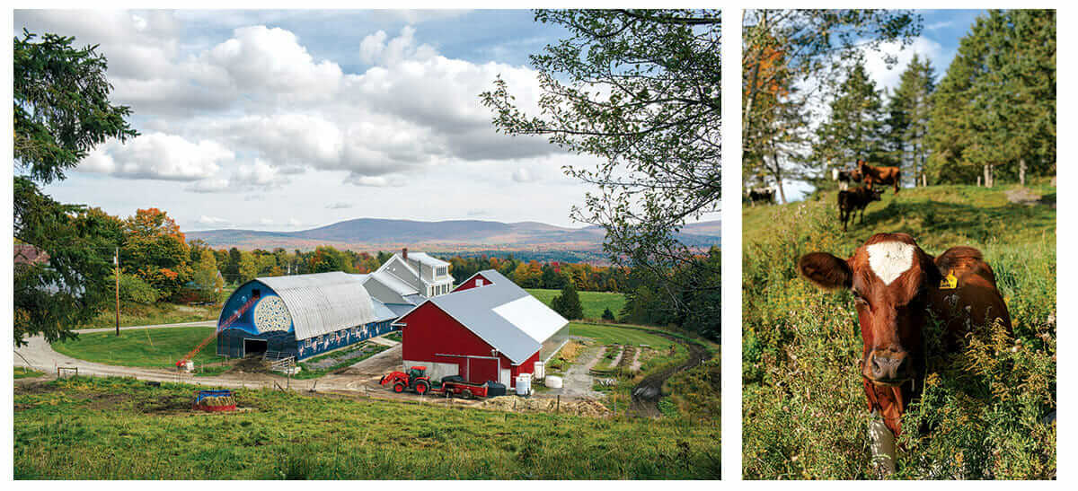 Jasper Hill Farm nestled among the rolling hills of Northern Vermont; Cows graze behind the farm.