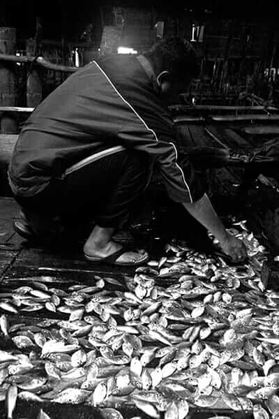 Sifting through the evening catch of anchovies. 