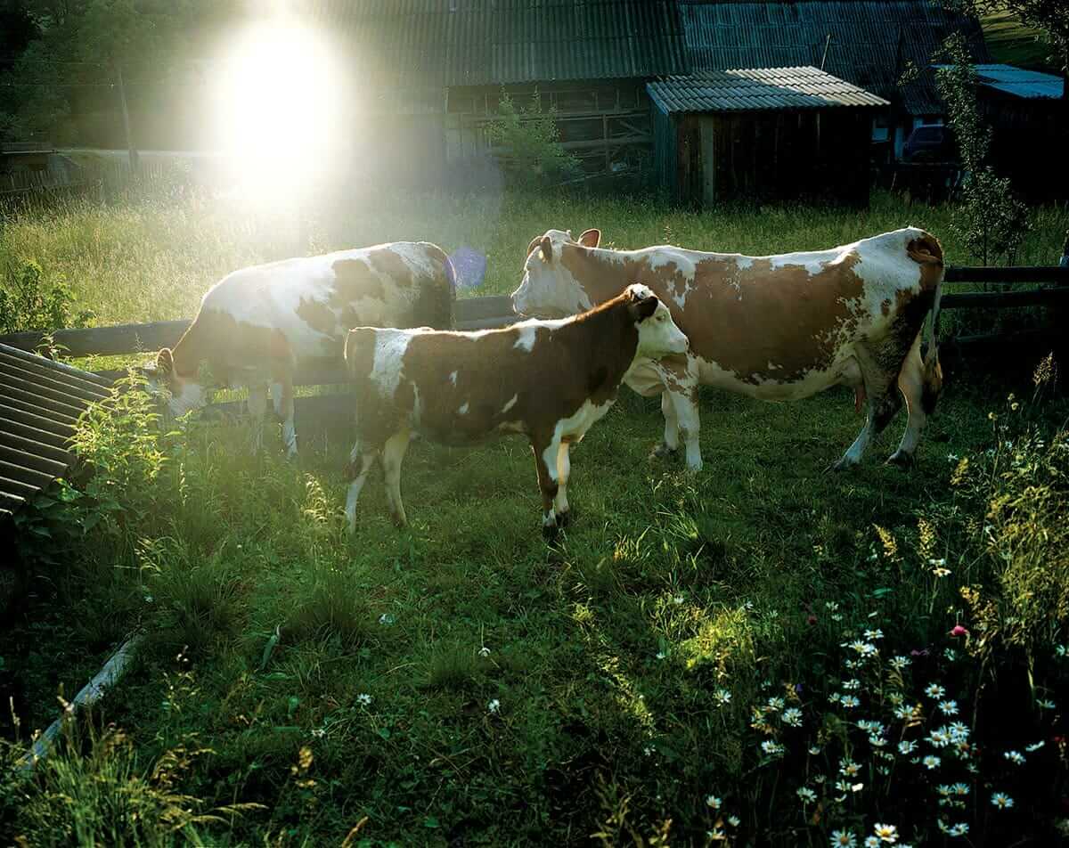 Cows, pigs and chickens are the village's main livestock. It is the children's duty, specifically that of girls, to care for animals during the day.