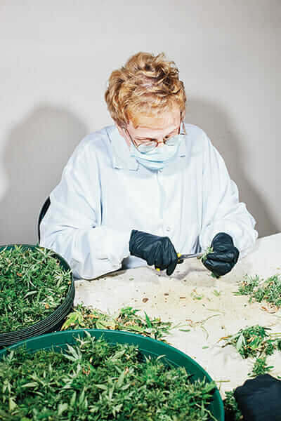 Mary Rotherham, 73, trims pot plants at Nature's Herb.