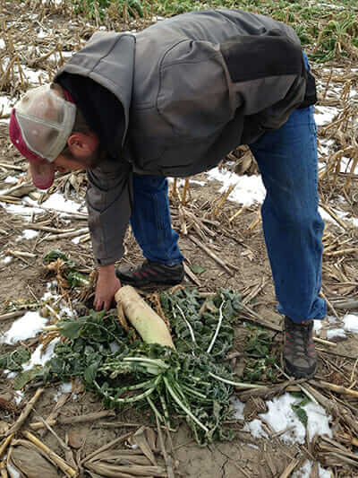 David Cast measures the depth of a hole left by a tillage radish among dried corn stalks in his pasture.