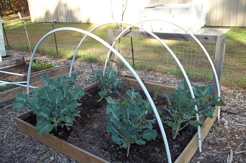 Three hoops complete one hoophouse for crop plantings.