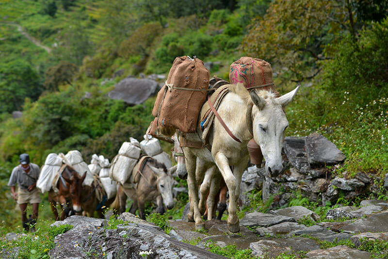 11 Photos of Donkeys Carrying Heavy Loads - Modern Farmer