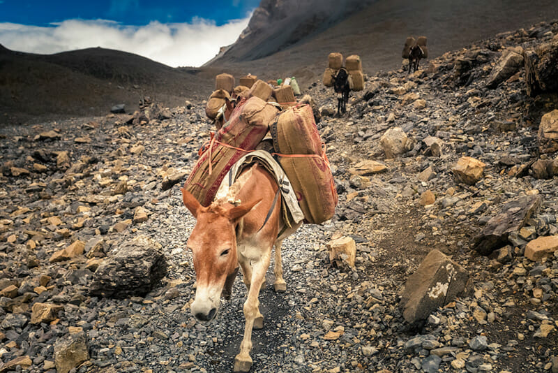 11 Photos of Donkeys Carrying Heavy Loads - Modern Farmer