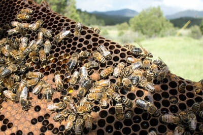 The queen looks is larger than any other bee in her colony and has a large, long abdomen.