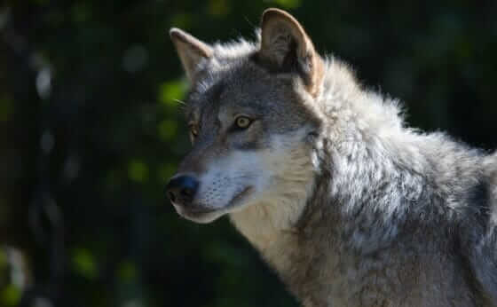 Killing Wolves May Cause More Livestock Deaths - Modern Farmer