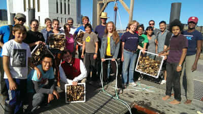 Volunteers are both middle school and high school students./Photo courtesy Billion Oyster Project.