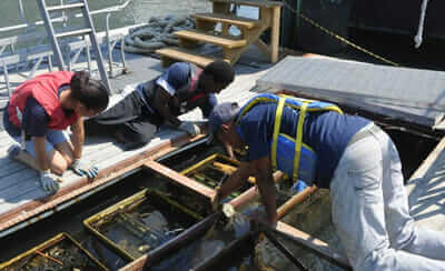 Each year, the hatchery grows more than 10 million oysters./Photo courtesy Billion Oyster Project.