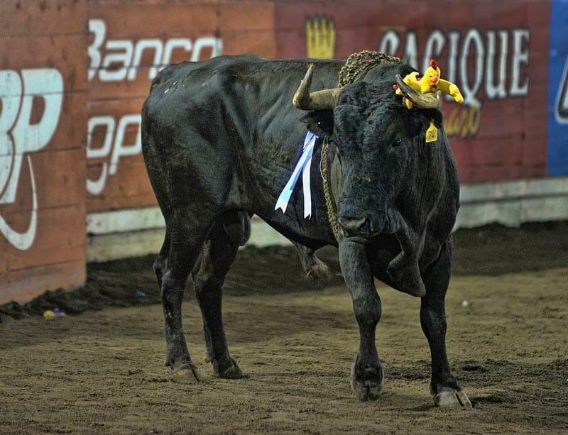 bullfighting_7