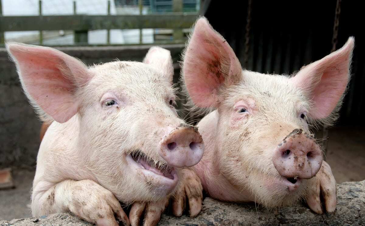 Is the GMO Debate Aimed at Pig Testicles? - Modern Farmer