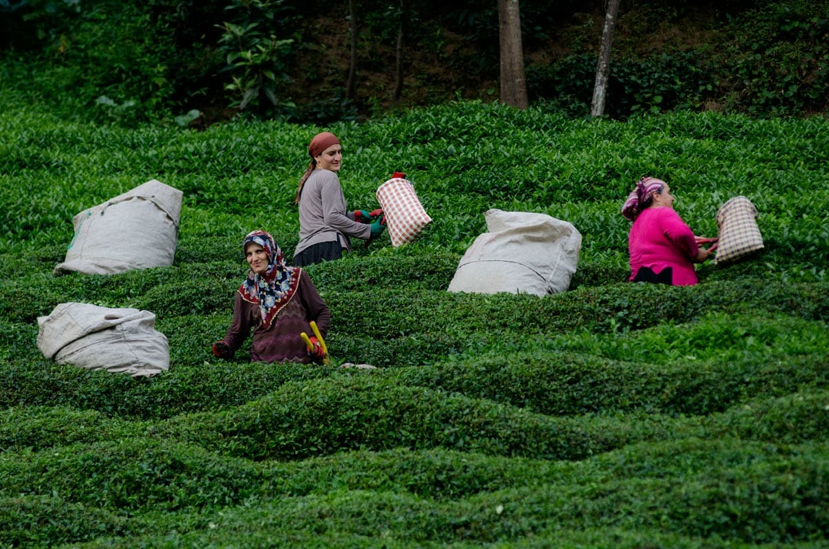 مزارع الشاي في ولاية ريزا