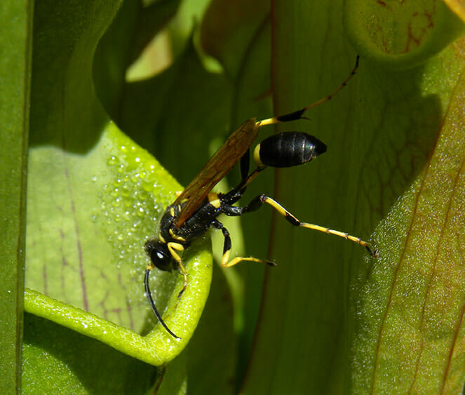 American Pitcher Plant with a Wasp Drinking the Drugging Nectar