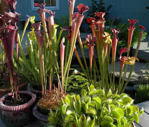 Various Carnivorous Plants