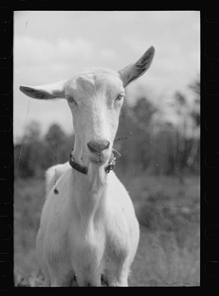 goat_1