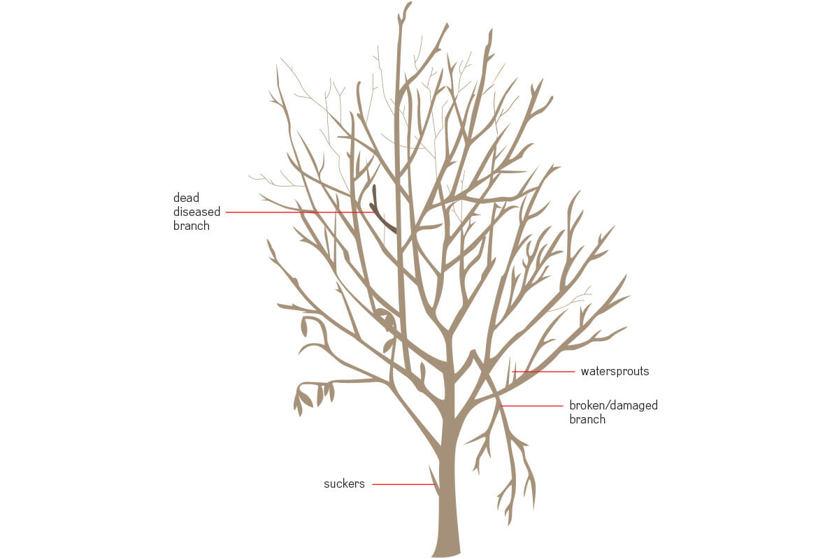 How to prune a fruit tree for height