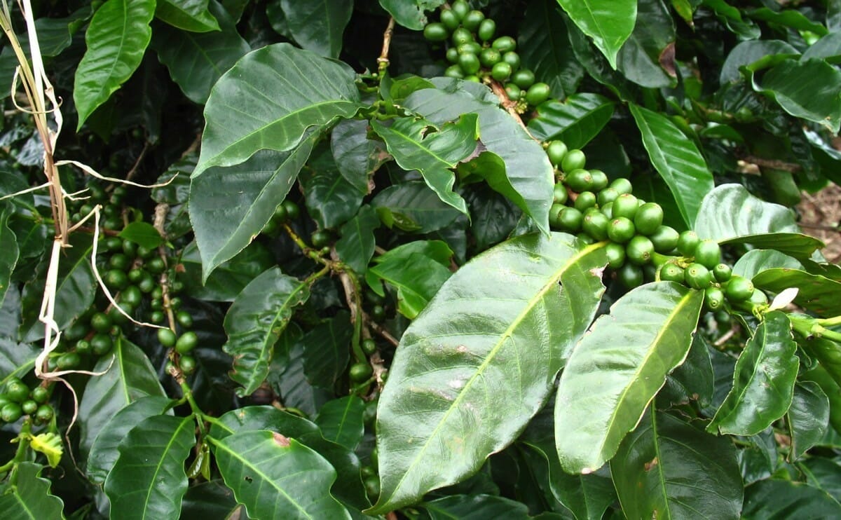 Things We Want To Try Coffee Leaf Tea Modern Farmer