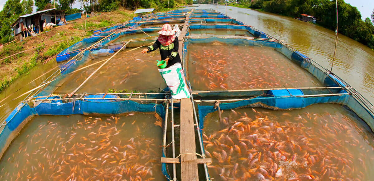 Fish Farming Dear Modern Farmer Is Fish Farming Sustainable Modern Farmer