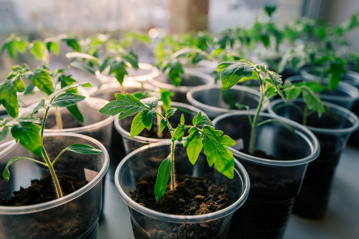 How to plant seeds indoor garden