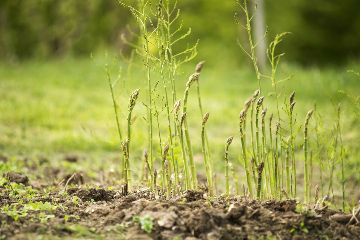 how to plant asparagus - modern farmer
