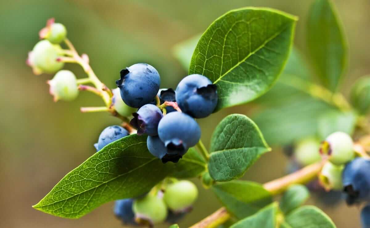 Warming berries. Недозрелая голубика. Цветы черники. Черника цвет. Черника недозрелая.