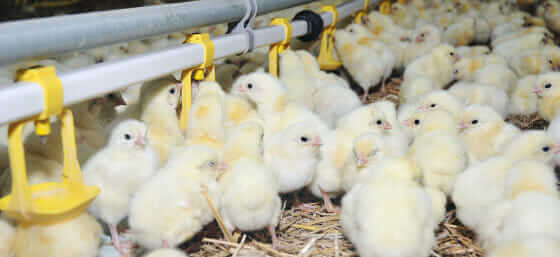 Tyson Plans To Phase Out Human Antibiotics In Its Chicken - Modern Farmer