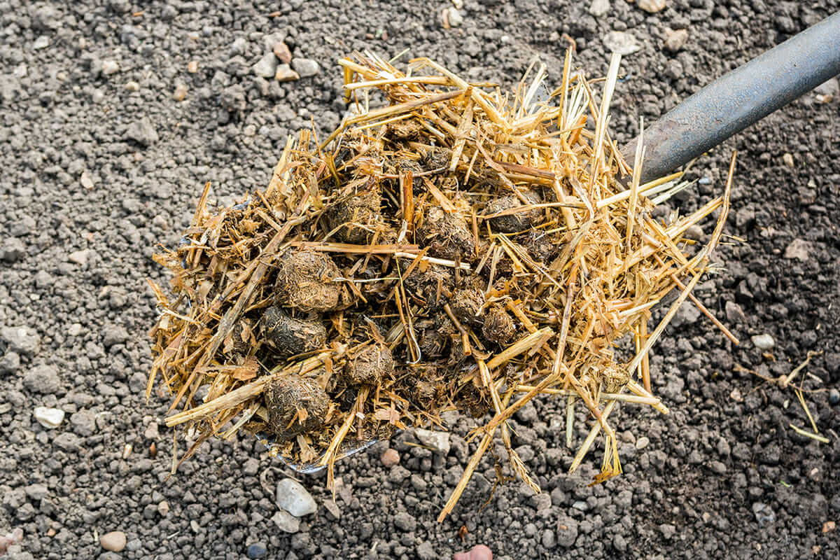 Can You Burn Horse Manure Uk at Andrea Strand blog