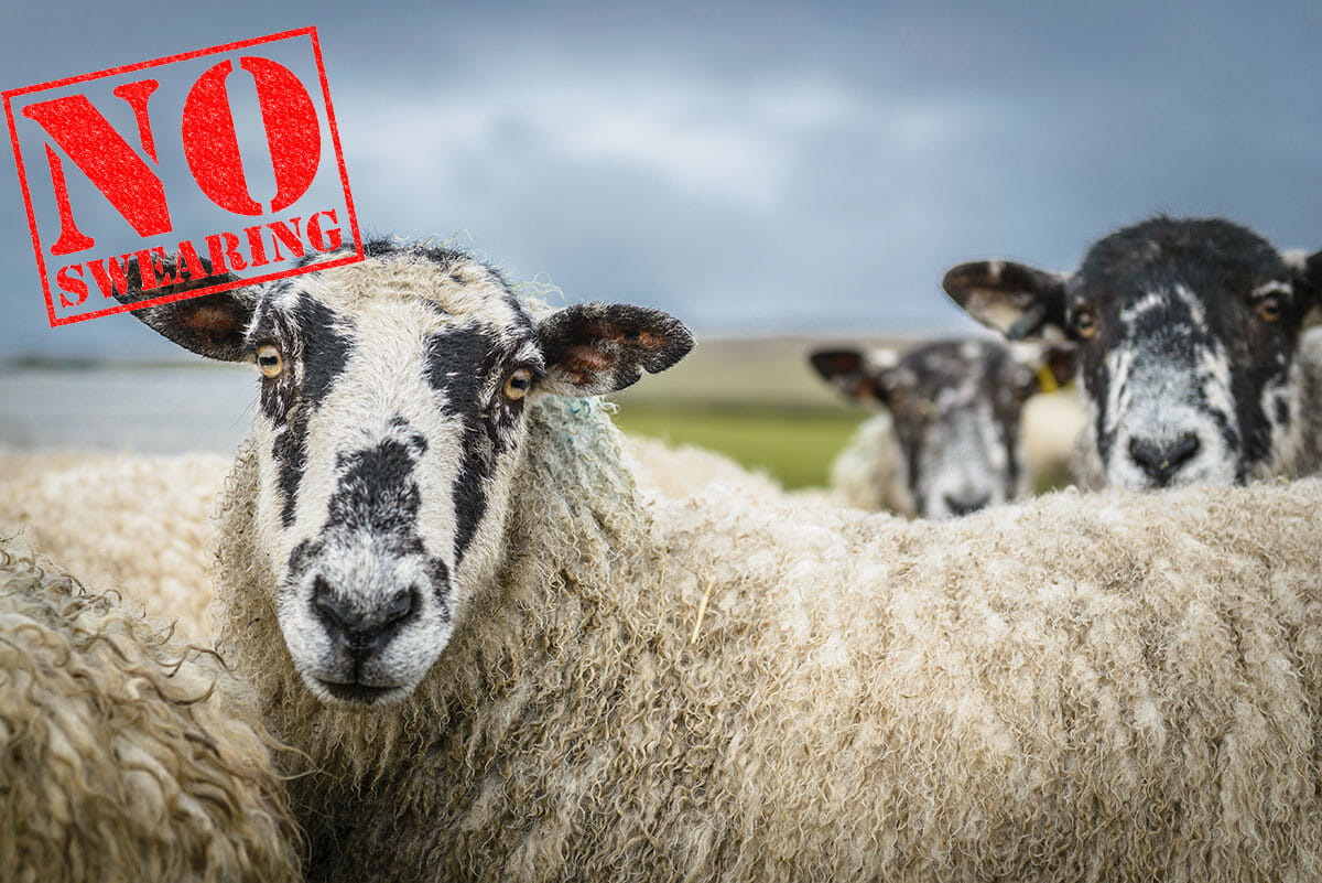 I Swear! Animal Rights Group Says Foul Language is Abuse - Modern Farmer