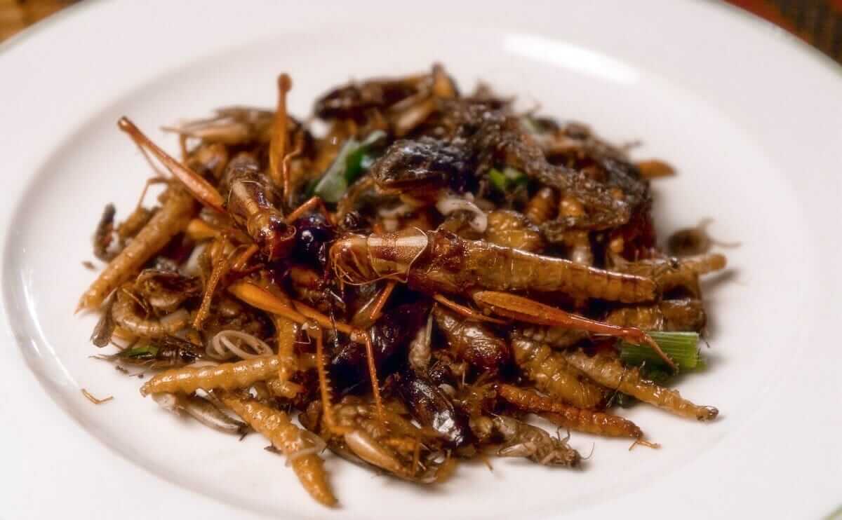 Foods Made From Crickets at Dennis Tan blog