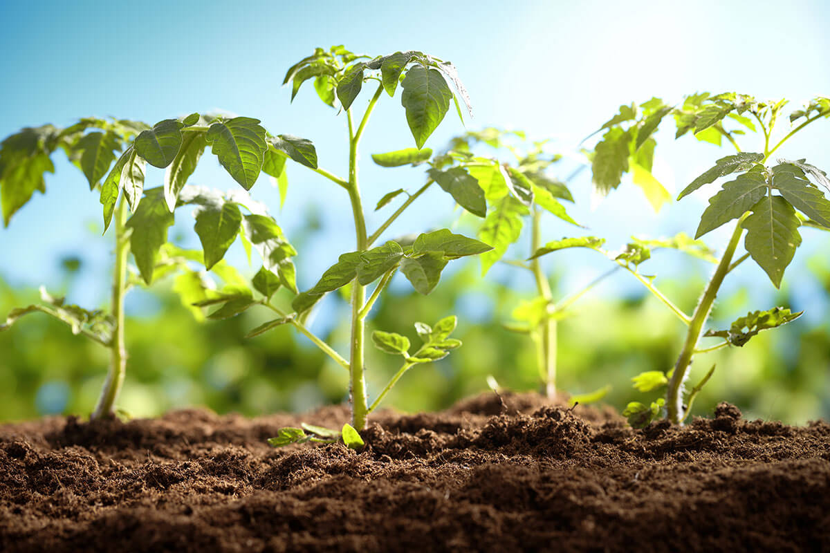 Tea Saponin Powder manufacturer Tea Saponin Powder manufacturer