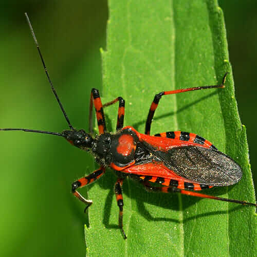 How to Attract Beneficial Bugs - Modern Farmer