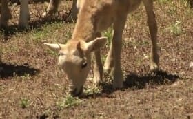 Rare, Centuries-Old New Mexico Sheep Breed Back From The Brink - Modern ...